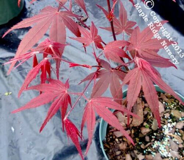Acer palmatum 'Yubae' - mapleridgenursery